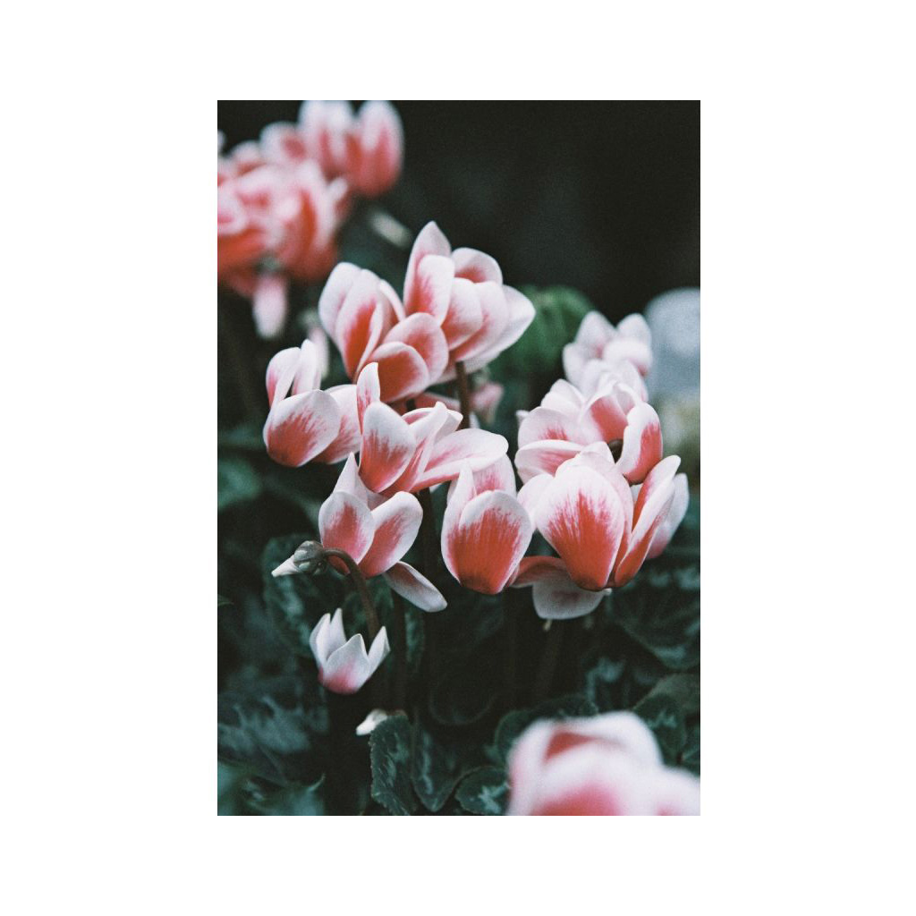 Lomography LomoChrome Color '92 - 35mm ISO 400 colore – 135/36 pose - immagine 9